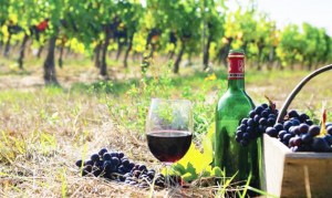 efstratios-hotel-edipsos-wine-tasting